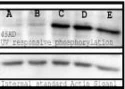 Phosphoserine Antibody, Novus Biologicals:Antibodies:Primary Antibodies